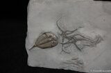Amazing Plate - Trilobites and Starfish #514-1